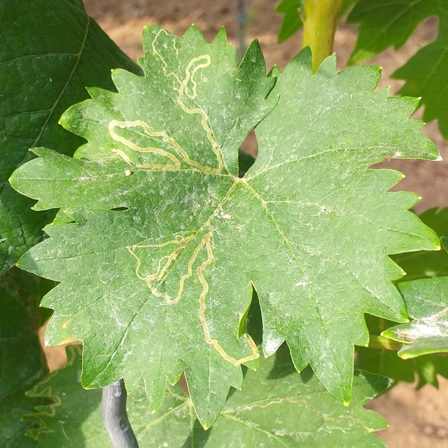 Phyllocnistis vitegenella - kígyóaknás szőlőmoly