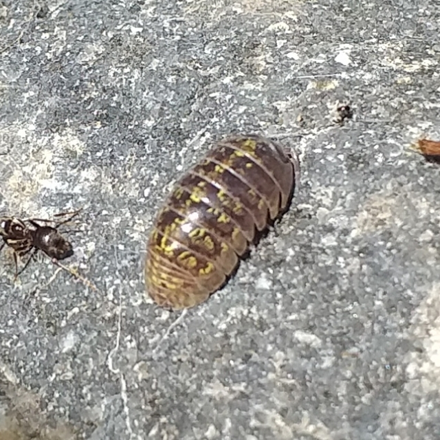 Armadillidium