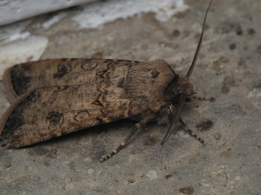 Agrotis segetum - vetési földibagoly