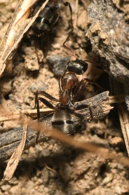 Formica cunicularia - gyakori rabszolgahangya