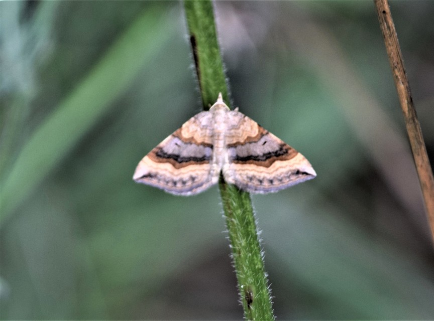 Scotopteryx chenopodiata - libatop-araszoló