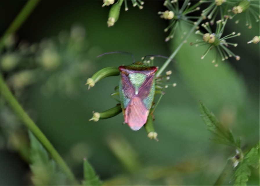 Acanthosoma haemorrhoidale - nagy dajkapoloska Acanthosoma haemorrhoidale - nagy dajkapoloska