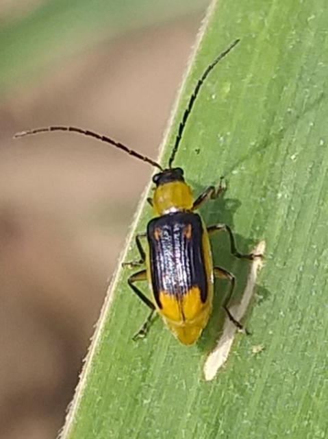 Diabrotica virgifera - amerikai kukoricabogár