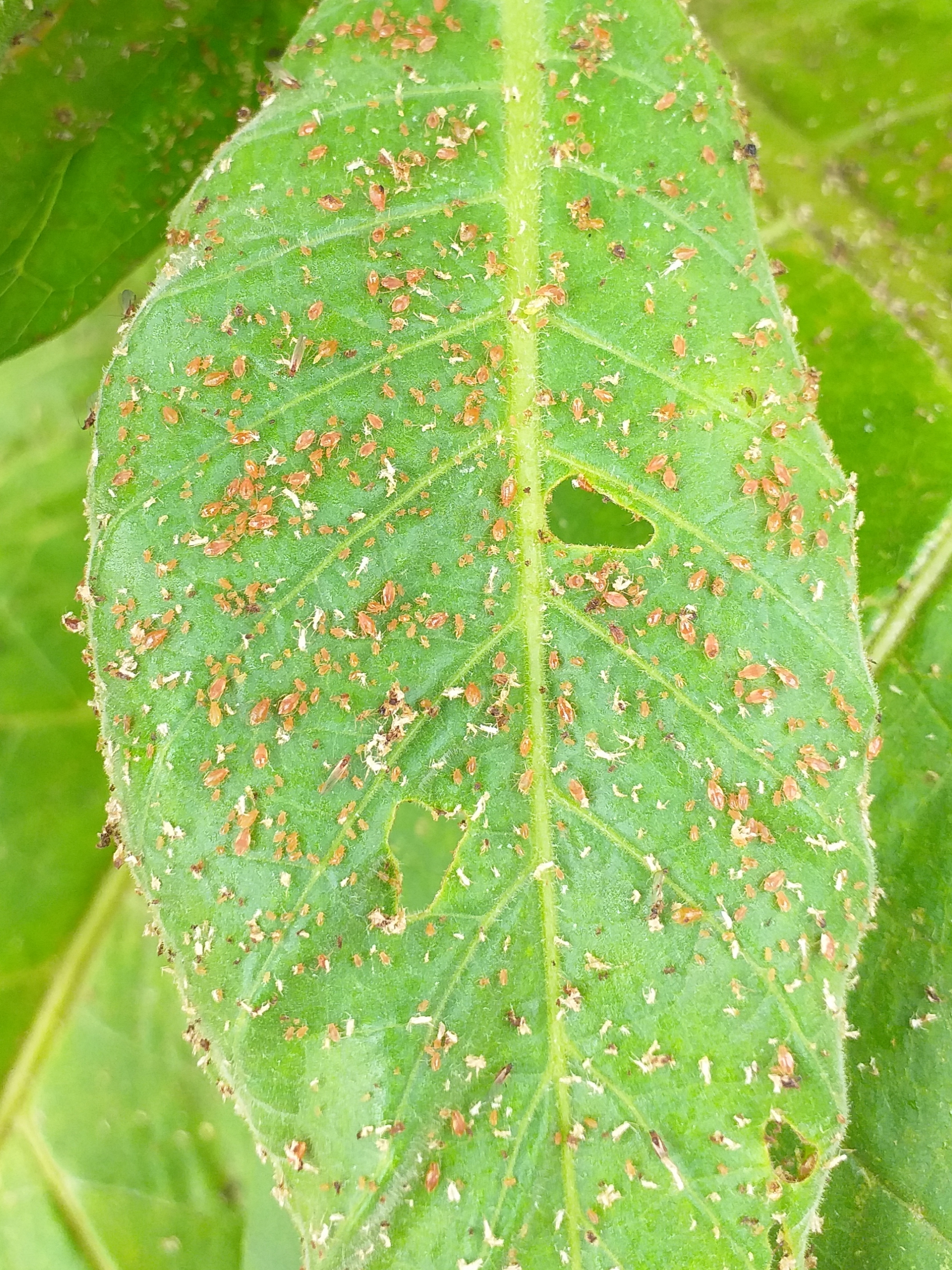 Myzus persicae