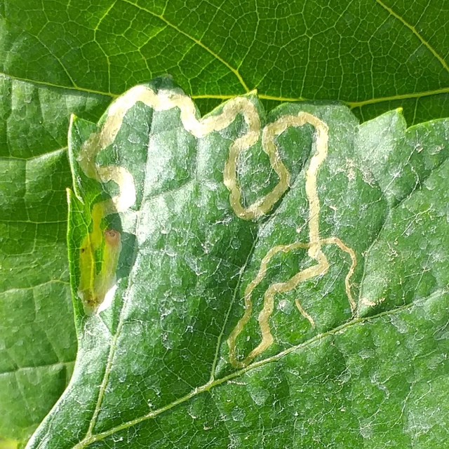 Phyllocnistis vitegenella - kígyóaknás szőlőmoly