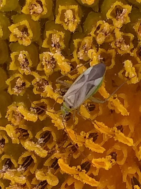 Adelphocoris lineolatus - lucernapoloska
