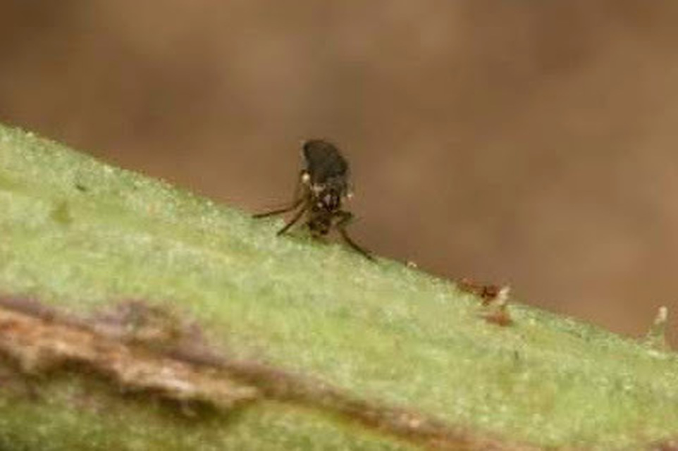 Cecidomyiidae - gubacsszúnyogok