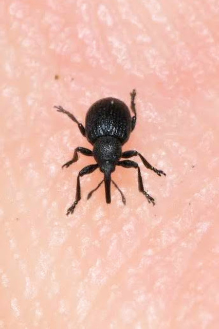 Omphalapion hookerorum - ebszékfű-cickányormányos