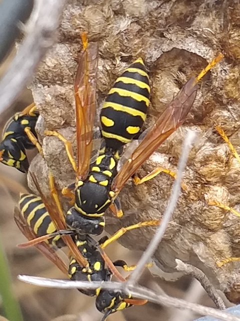 Polistes nimpha - padlásdarázs