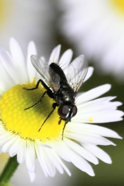 Rhinophora lepida