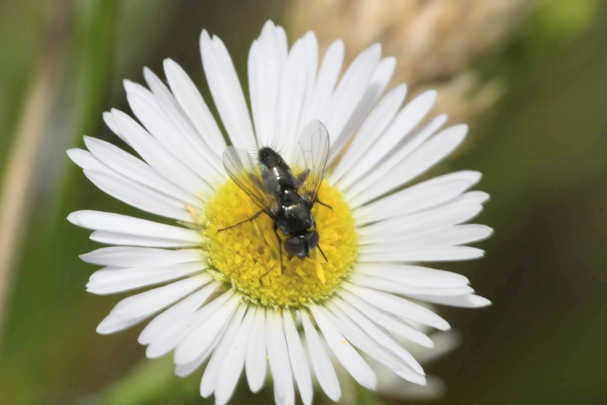 Rhinophora lepida