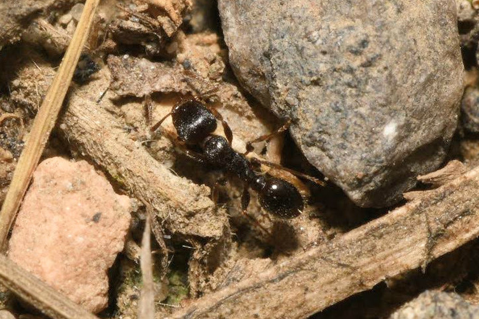 Tetramorium