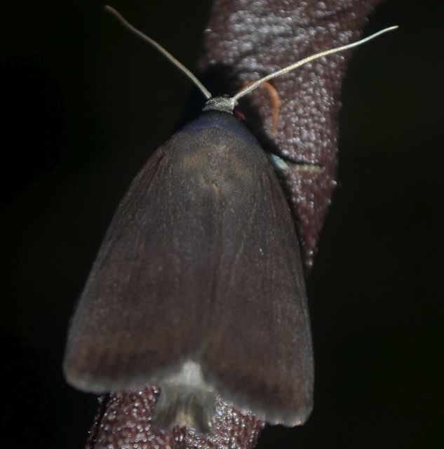 Amphipyra livida - zsírfényű bagoly