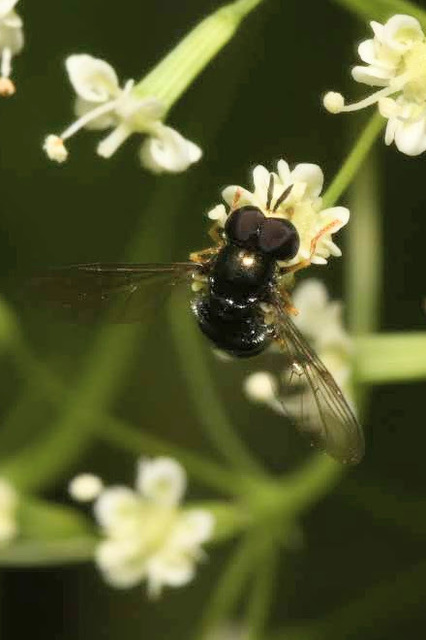 Paragus pecchiolii