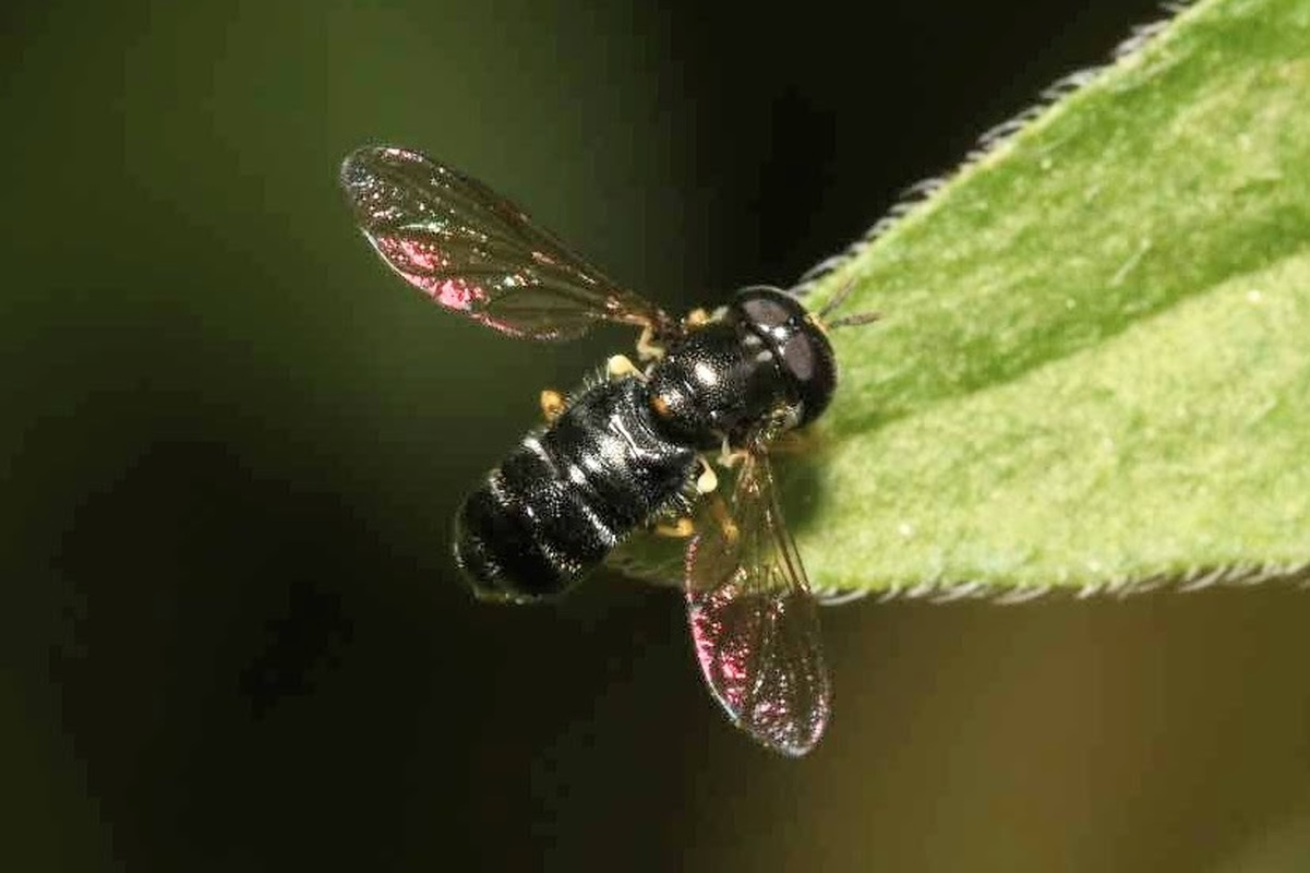 Paragus pecchiolii