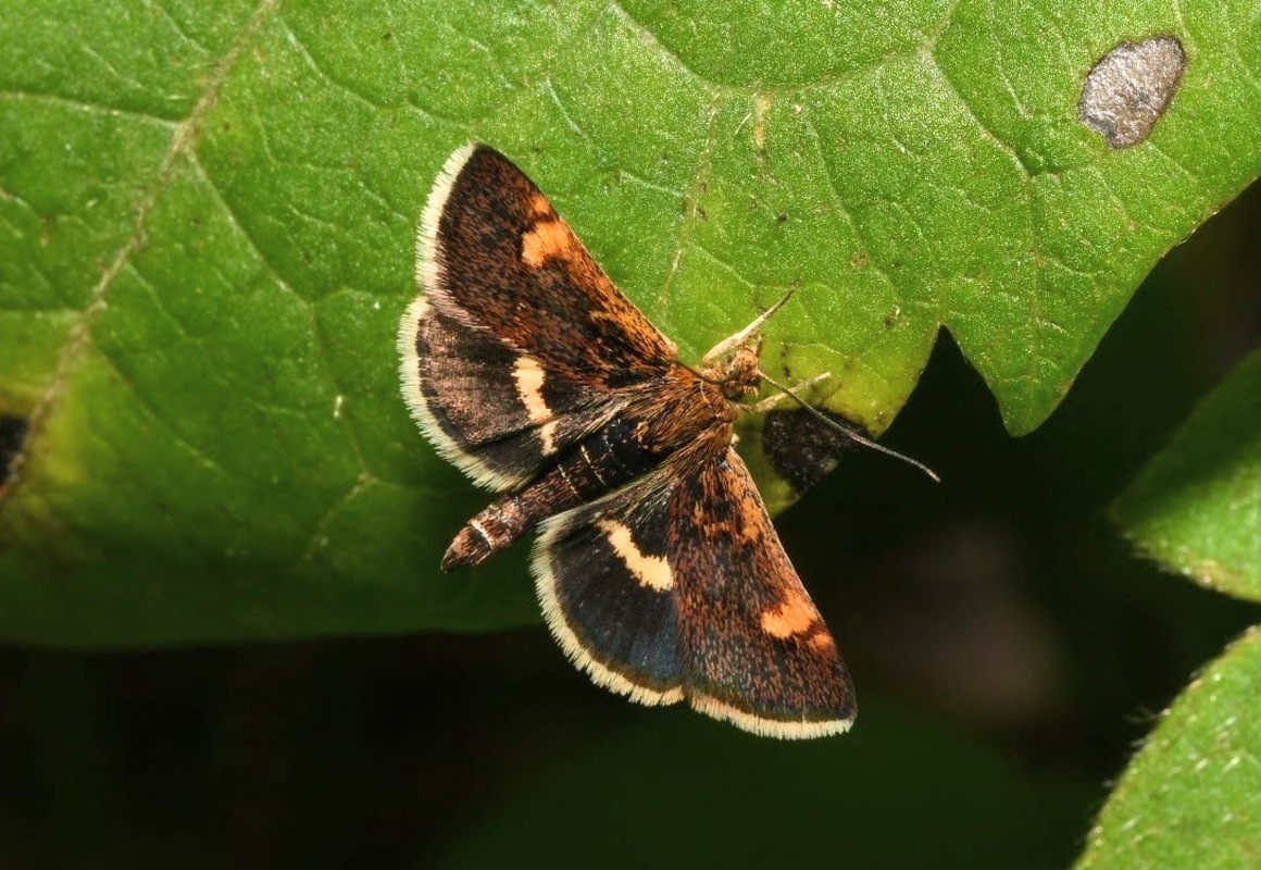 Pyrausta obfuscata - félholdas kormosmoly