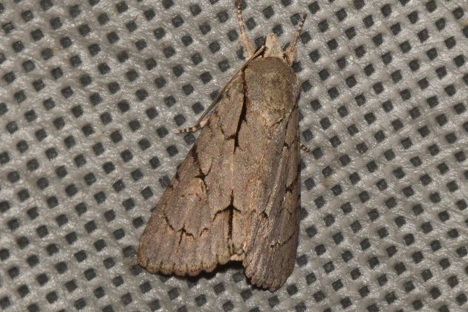 Acronicta psi - pszi-betűs szigonyosbagoly
