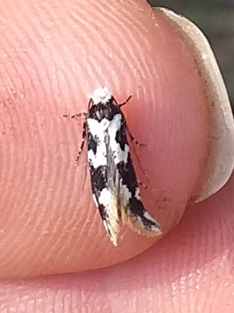 Neurothaumasia ankerella - magyarmoly