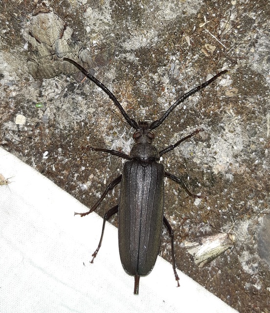 Aegosoma scabricorne - diófacincér