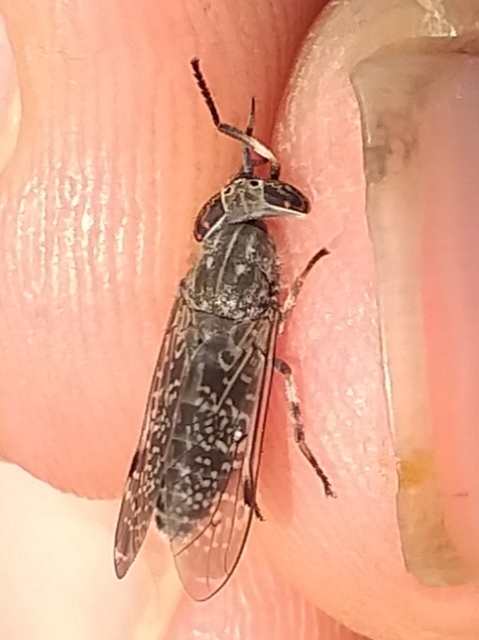 Haematopota