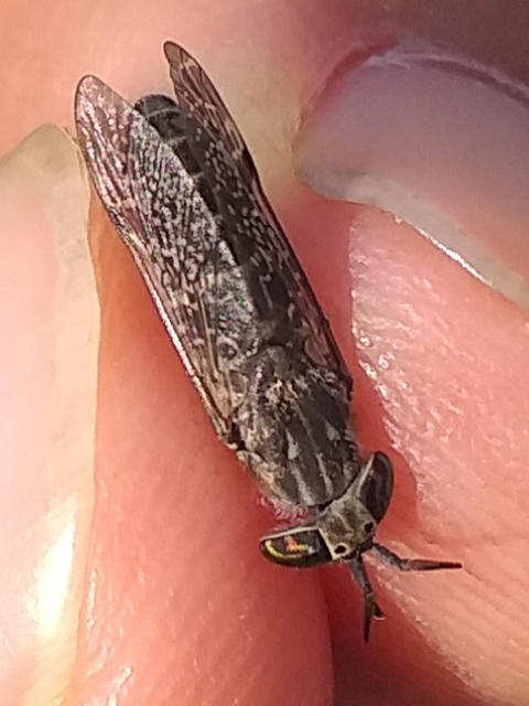Haematopota