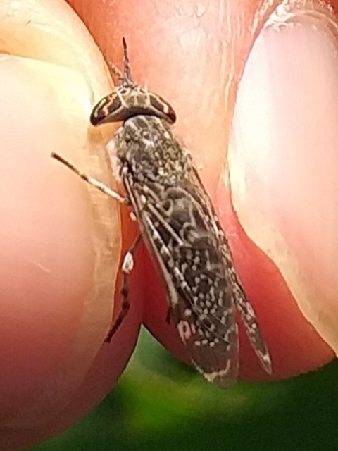 Haematopota