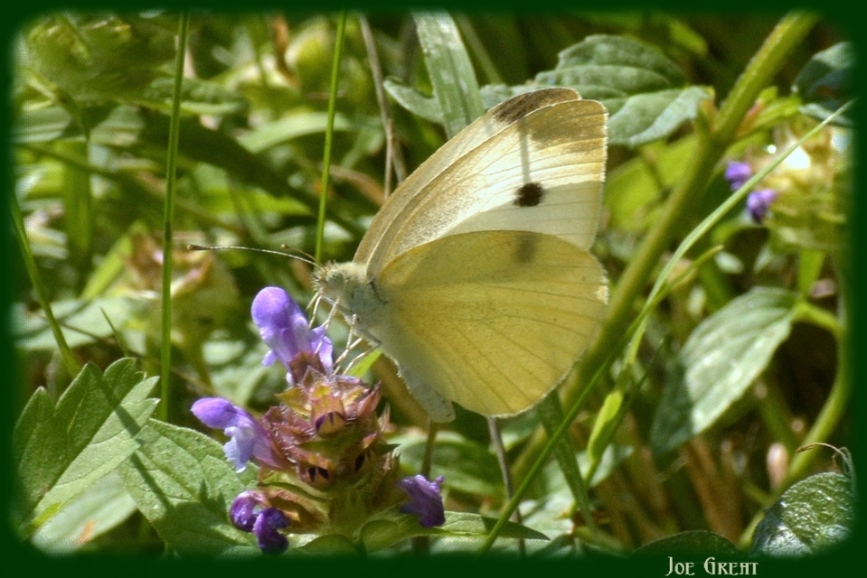 Pieris rapae - répalepke