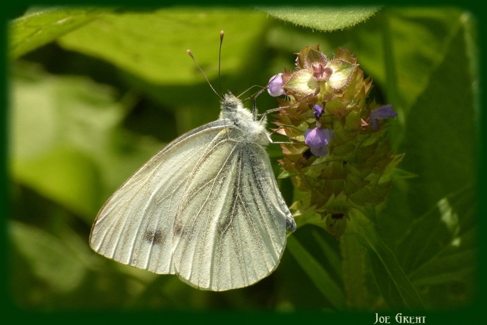 Pieris napi - repcelepke