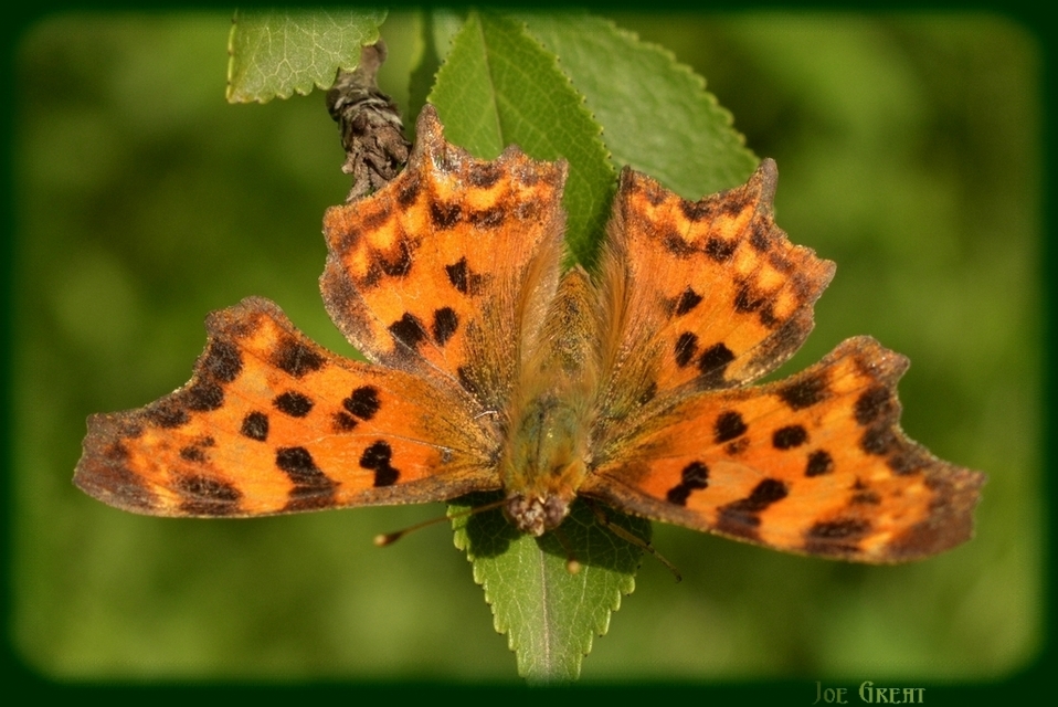 Nymphalis c-album - C-betűs lepke