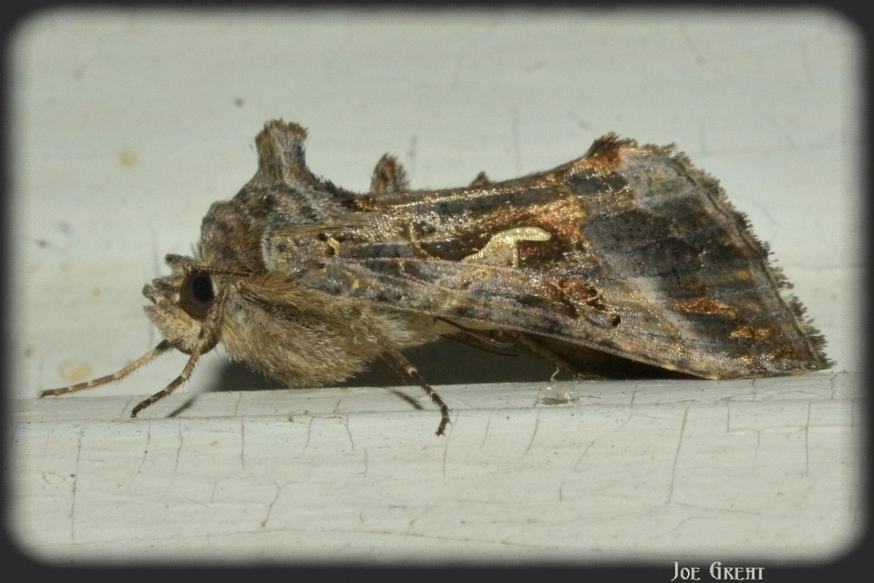 Autographa gamma - gammalepke