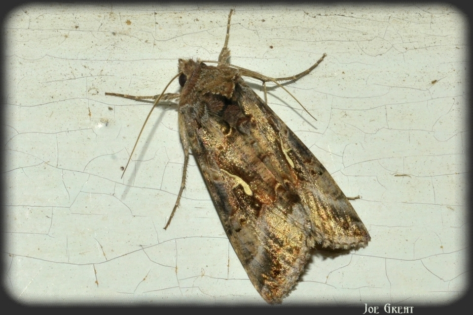 Autographa gamma - gammalepke