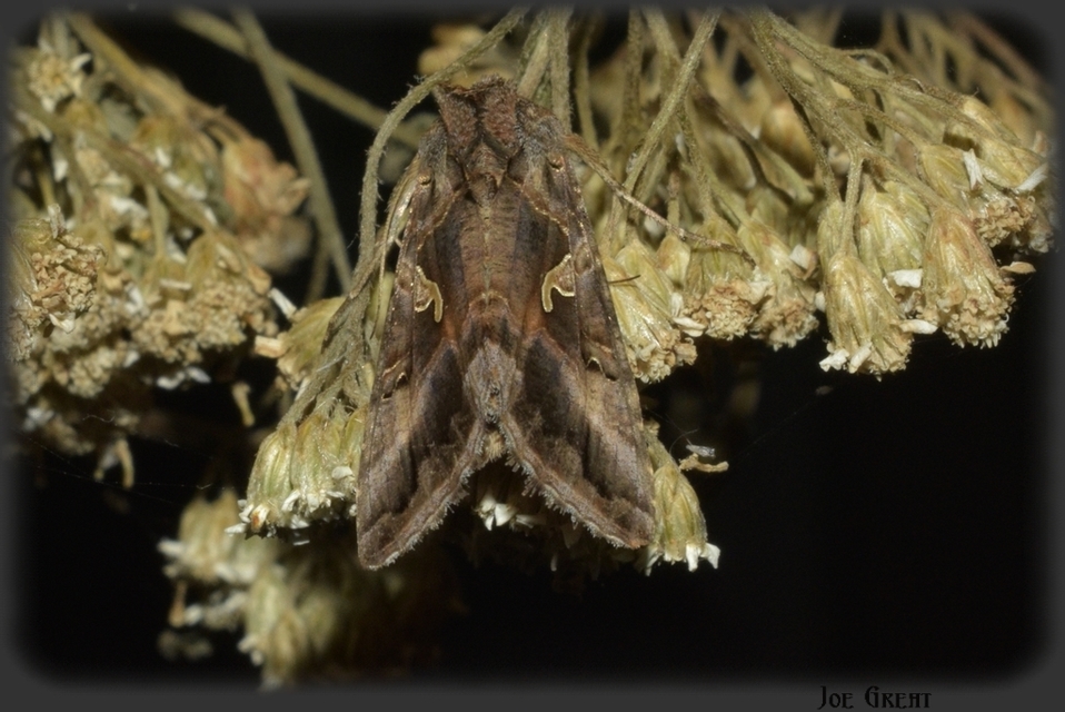 Autographa gamma - gammalepke