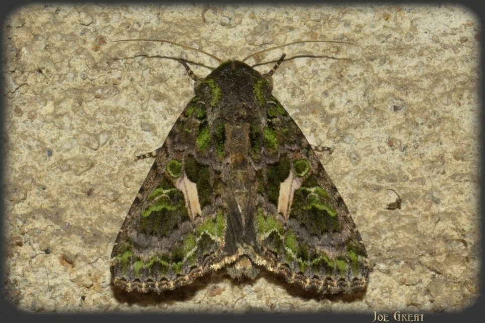 Trachea atriplicis - nyári zöldbagoly