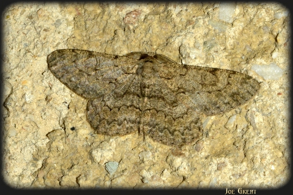 Hypomecis punctinalis - pettyes faaraszoló