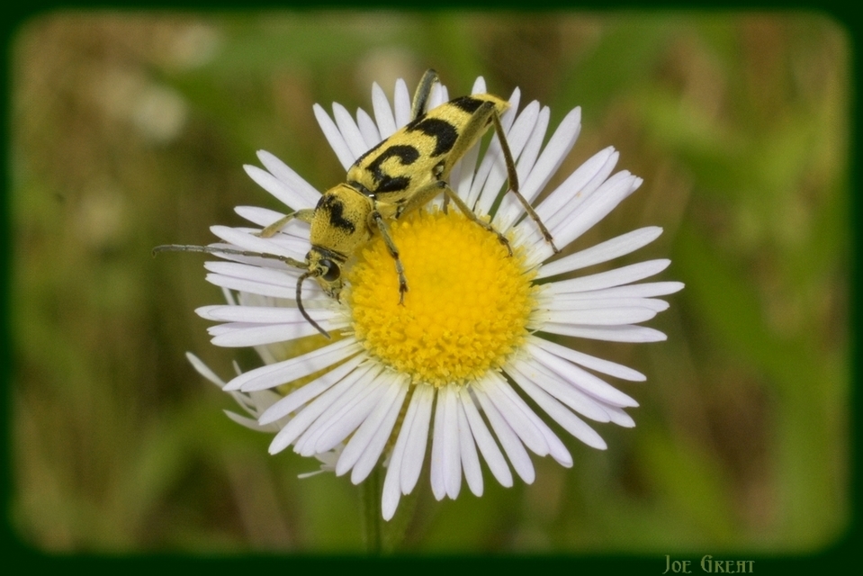 Chlorophorus varius - díszes darázscincér