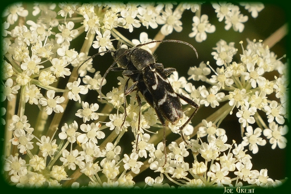 Chlorophorus sartor - feketevállú darázscincér