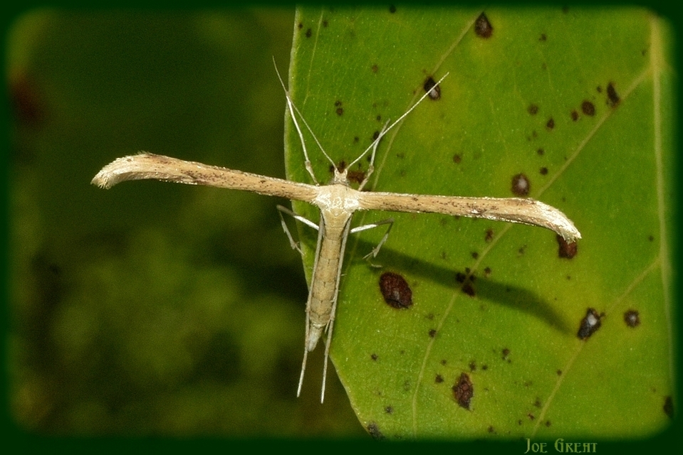 Pterophoridae - tollasmolyfélék