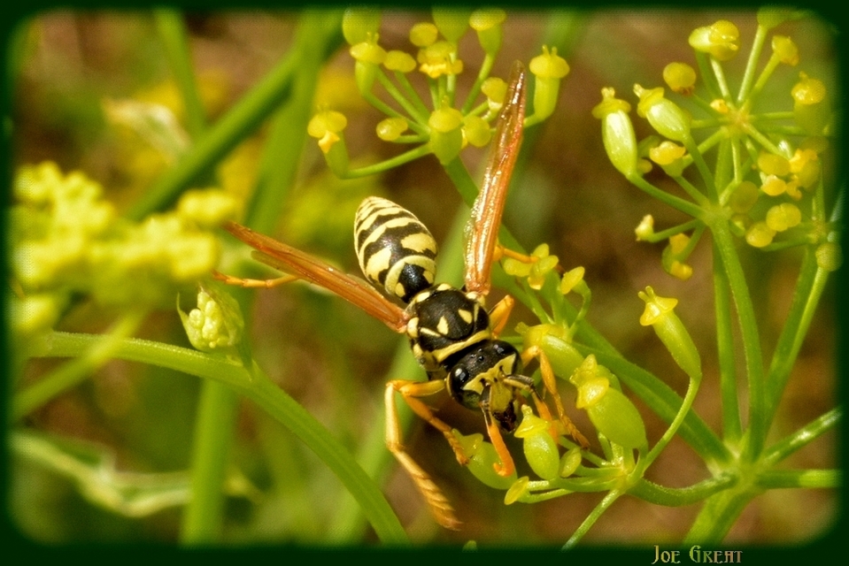 Hymenoptera - Hártyásszárnyúak