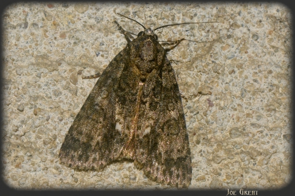 Acronicta rumicis - sóska-szigonyosbagoly