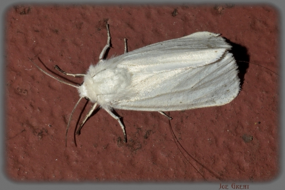 Spilosoma urticae - hószínű medvelepke