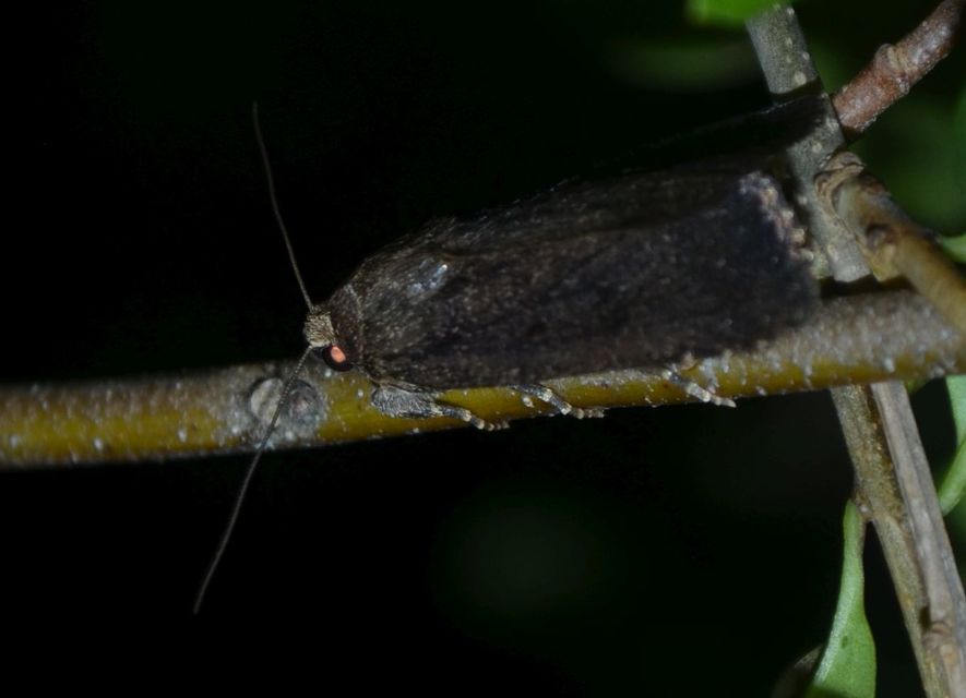 Amphipyra tragopoginis - bakszakállbagoly