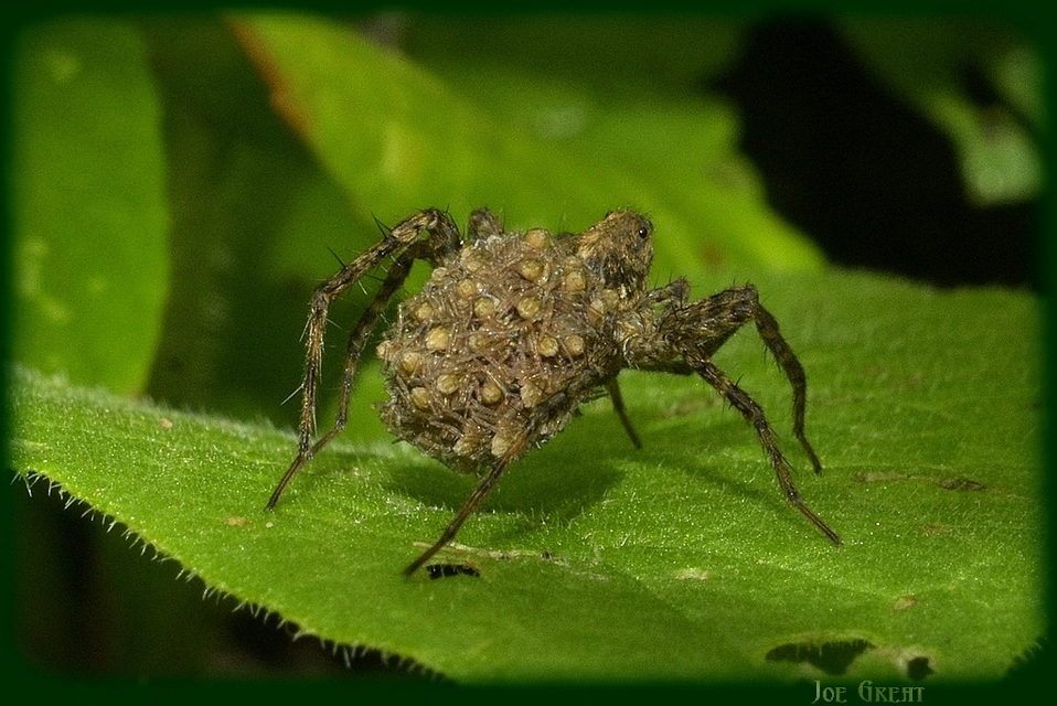 Pardosa