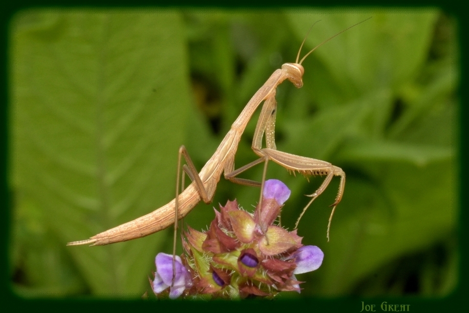 Mantis religiosa - imádkozósáska