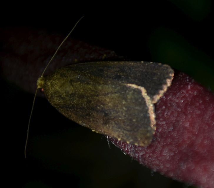 Amphipyra tragopoginis - bakszakállbagoly