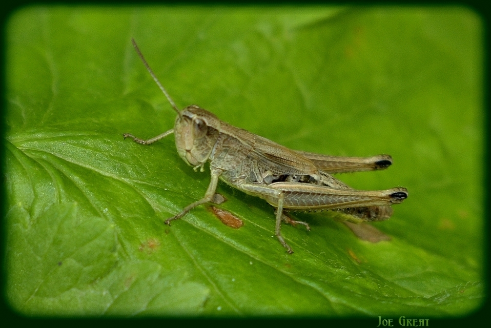 Pseudochorthippus parallelus - közönséges rétisáska