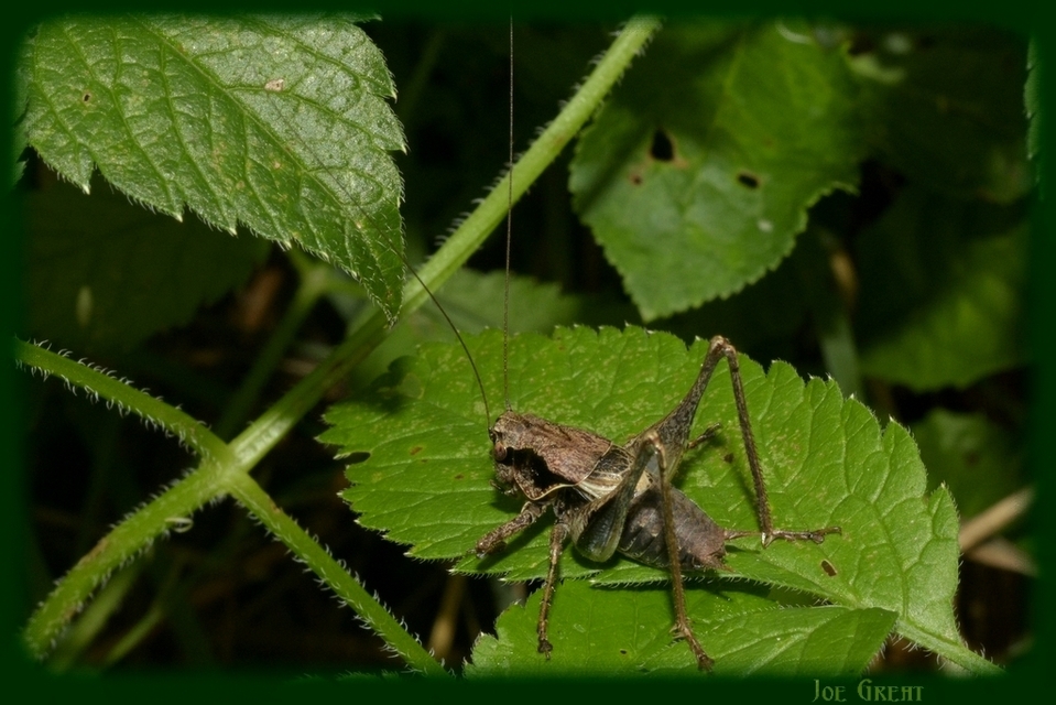 Pholidoptera griseoaptera - szürke avarszöcske