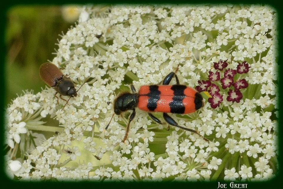 Trichodes apiarius - szalagos méhészbogár