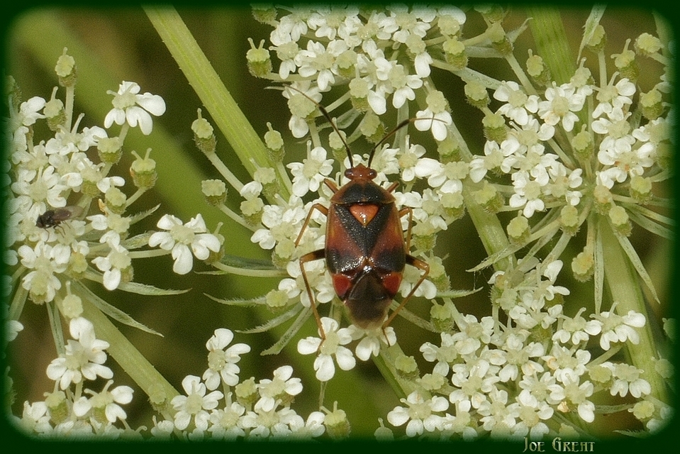 Deraeocoris ruber - vöröses mezeipoloska