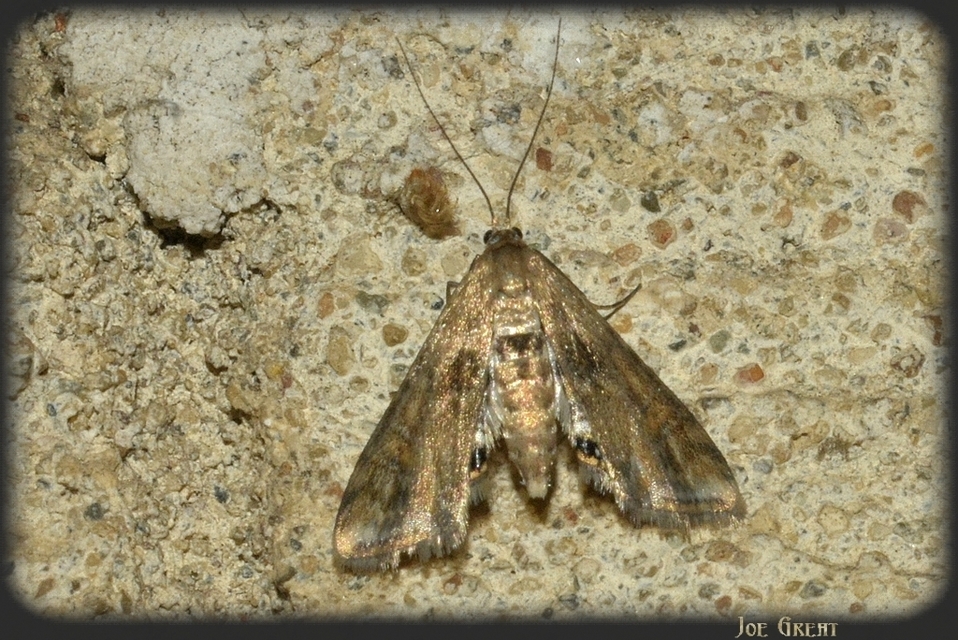 Cataclysta lemnata - békalencsemoly