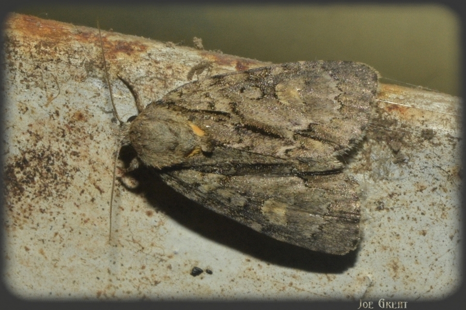 Acronicta strigosa - kis szigonyosbagoly